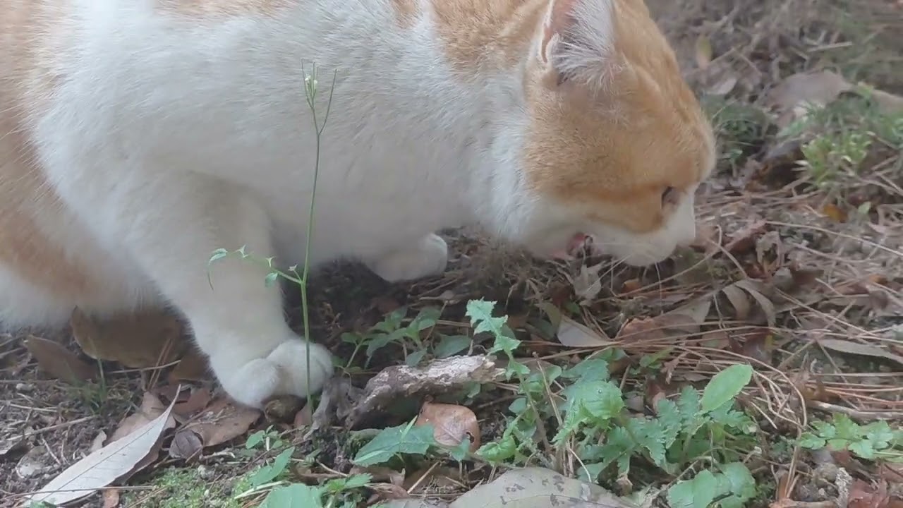 お迎えに来てくれたもみじ君❗お兄さんから最後のキビナゴ🐟貰うとお決まり持っていき｢ウマウマ｣(笑)❗お兄さんに最後の｢ウマウマ｣聞かせてくれてありがとニャン&hearts;️