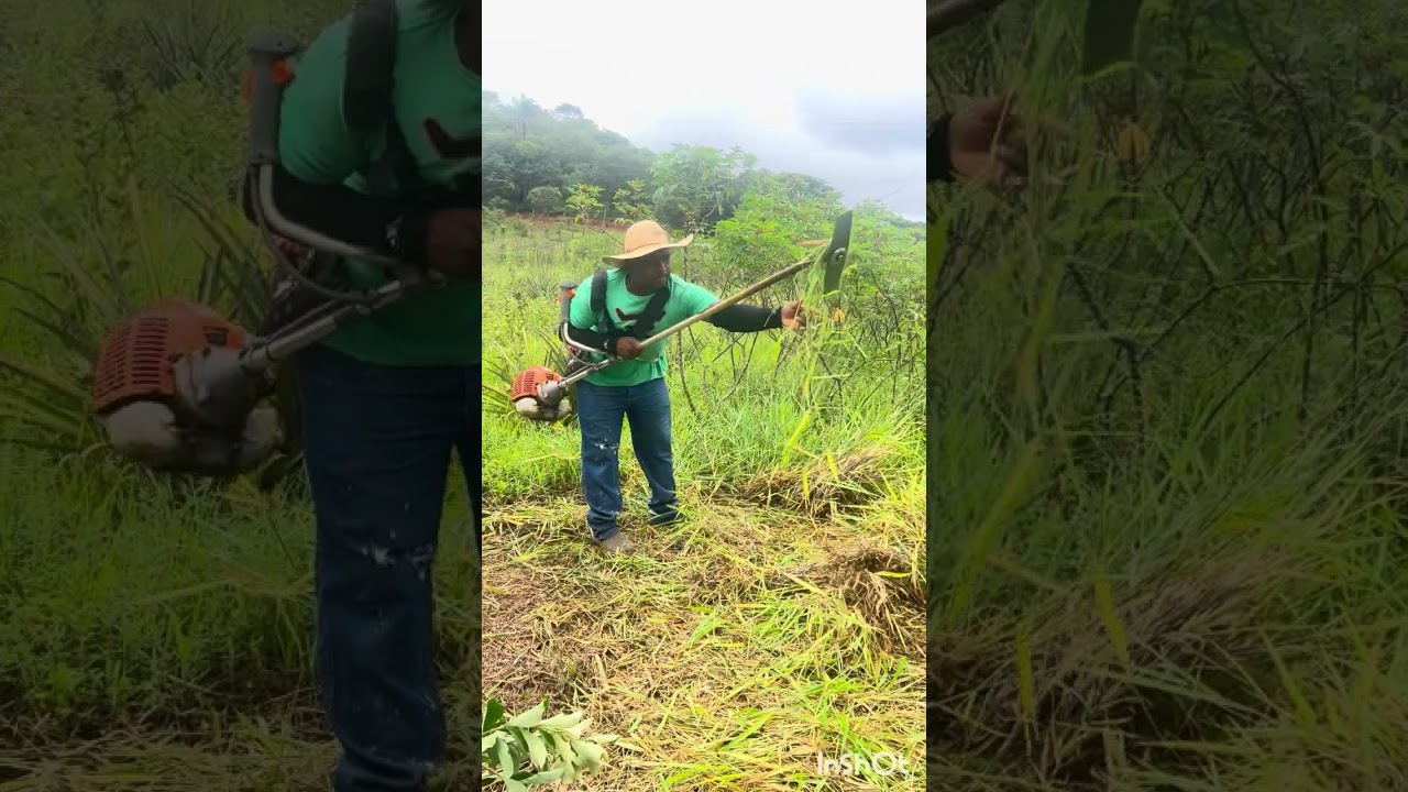 Aproveitando um pedaço de terra para plantar #abacaxi 🍍 