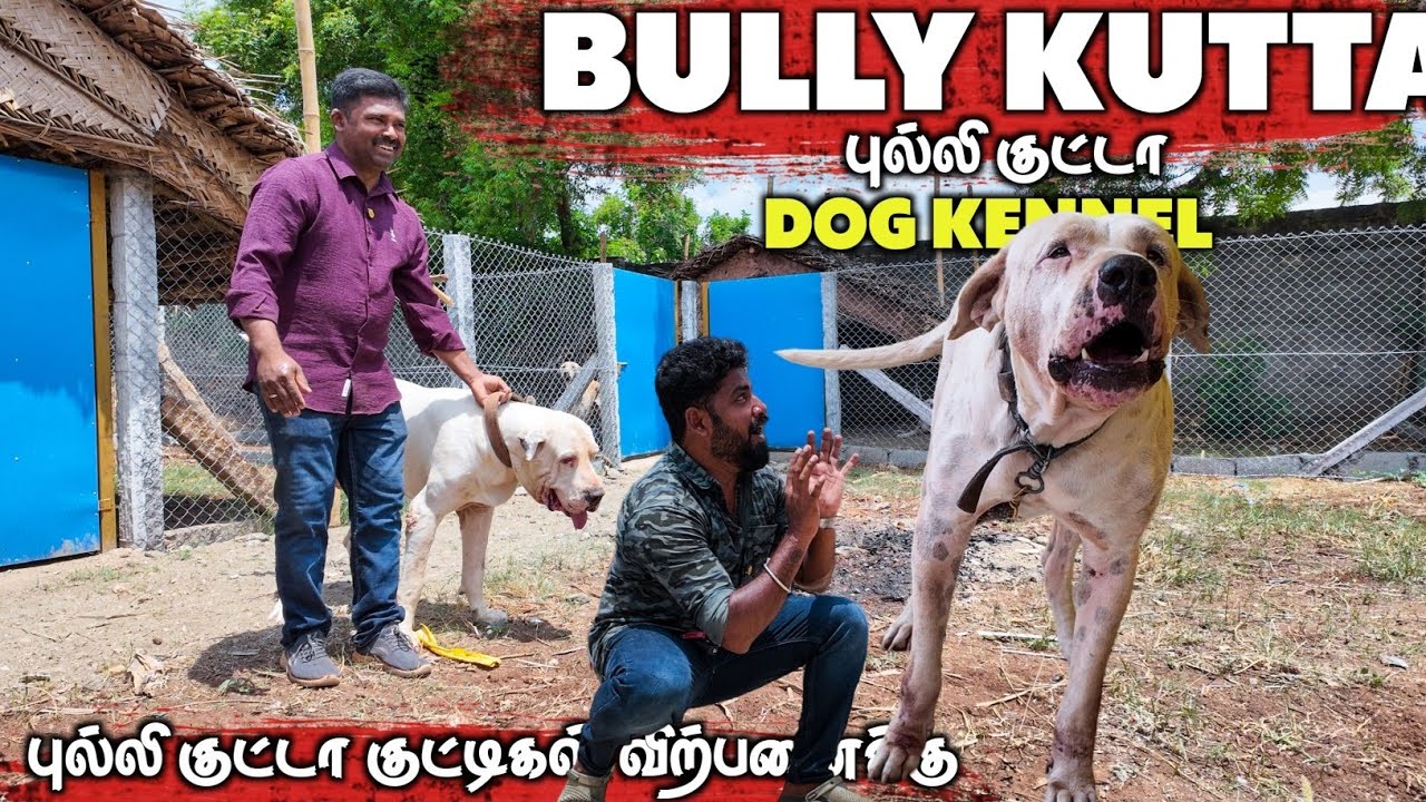 Bully kutta dog kennel in Coimbatore- ரொம்ப கம்மி விலைக்கு தரமான புல்லி குட்டா நாய்கள் with papers