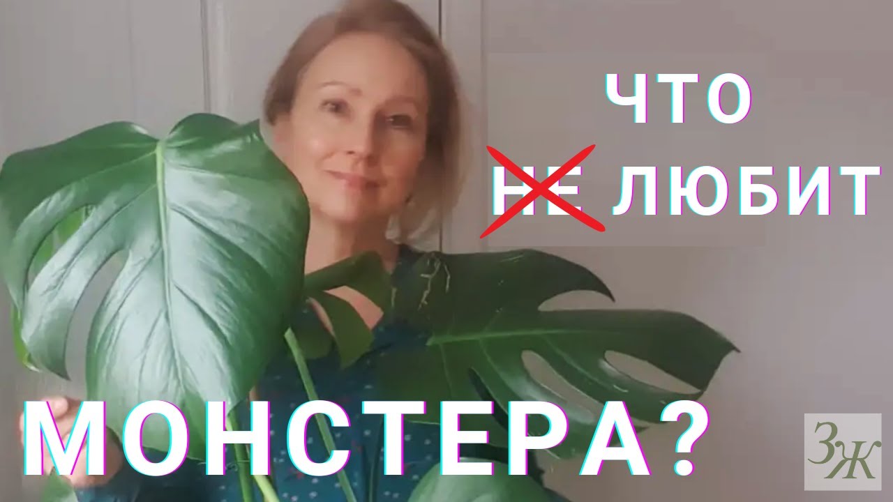 🌿 Монстера: Уход в Домашних Условиях. Полив, Обрезка, Опоры #монстераделикатесная #комнатныерастения