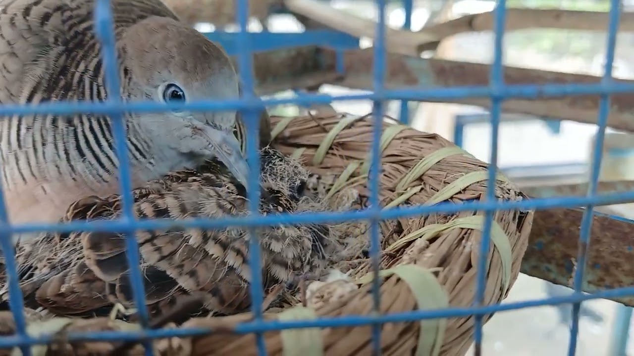 Sukses beternak burung perkutut sistem koloni bisa dengan mudah bertelur beranak 