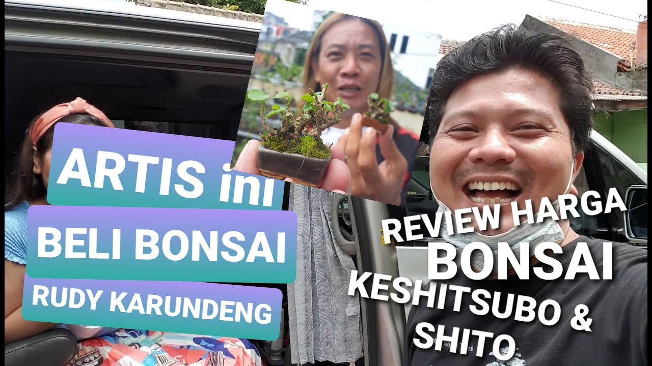Video 11 || REVIEW HARGA BONSAI KESHITSUBO & SHITO YOUNG BONSAI || ARTIS BELI BONSAI RUDY KARUNDENG