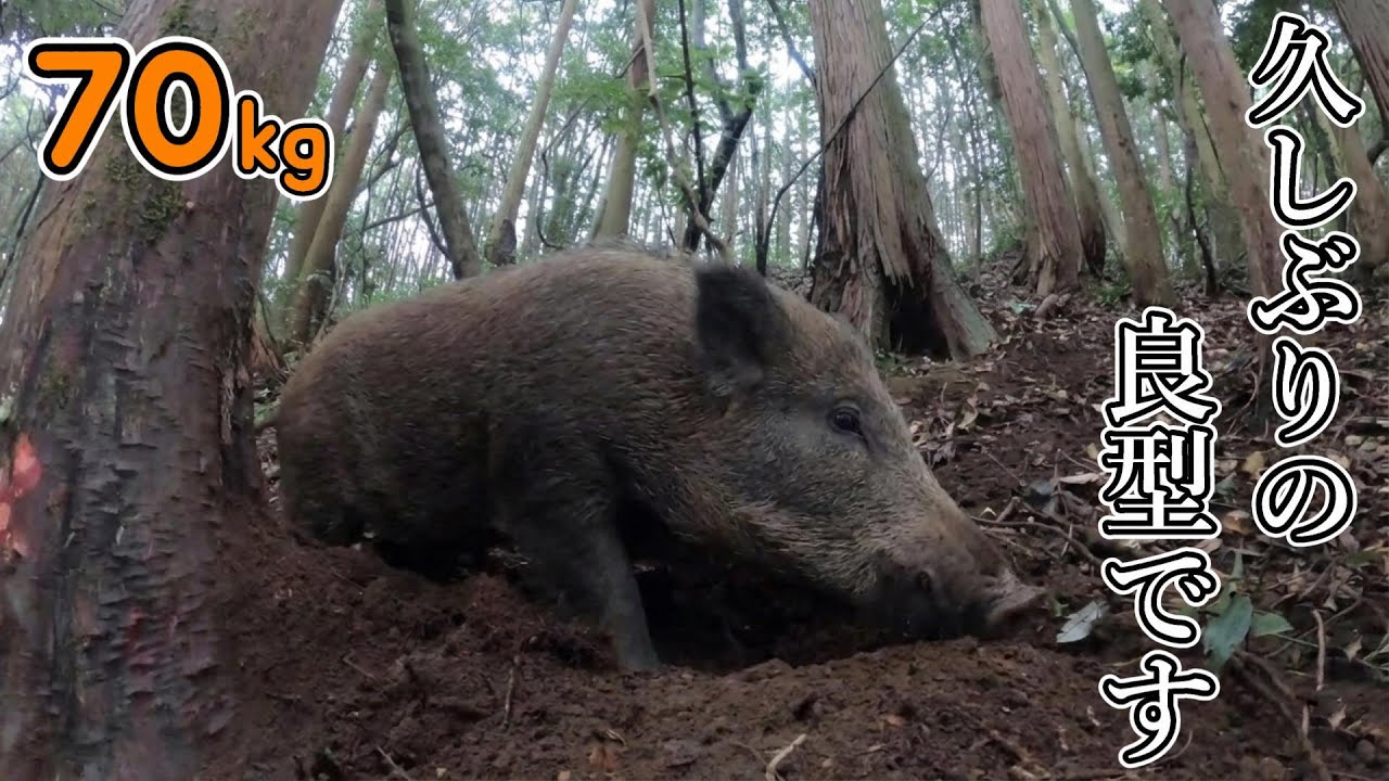 #153　【有害鳥獣駆除】ずっと気になっていた👀獣道で良型の猪を捕獲！ - There was a wild boar in the place I had been curious about.！
