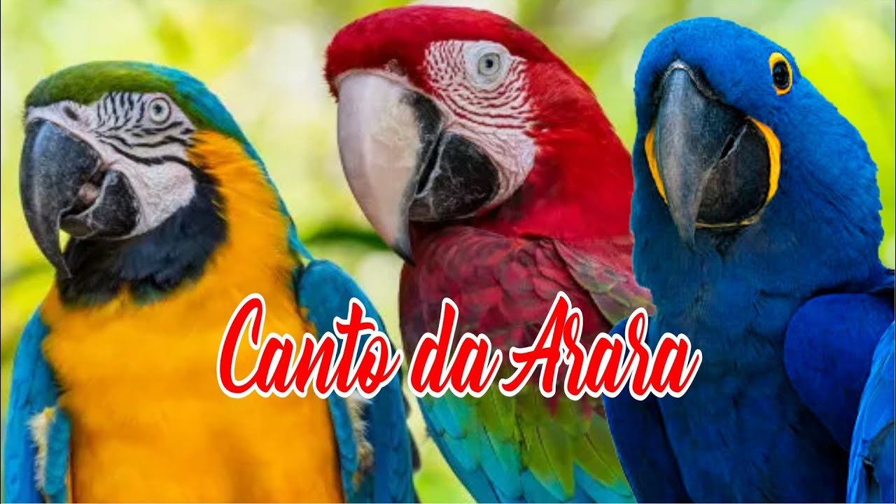 Canto da Arara - Arara canind&eacute;, Arara azul, Arara vermelha