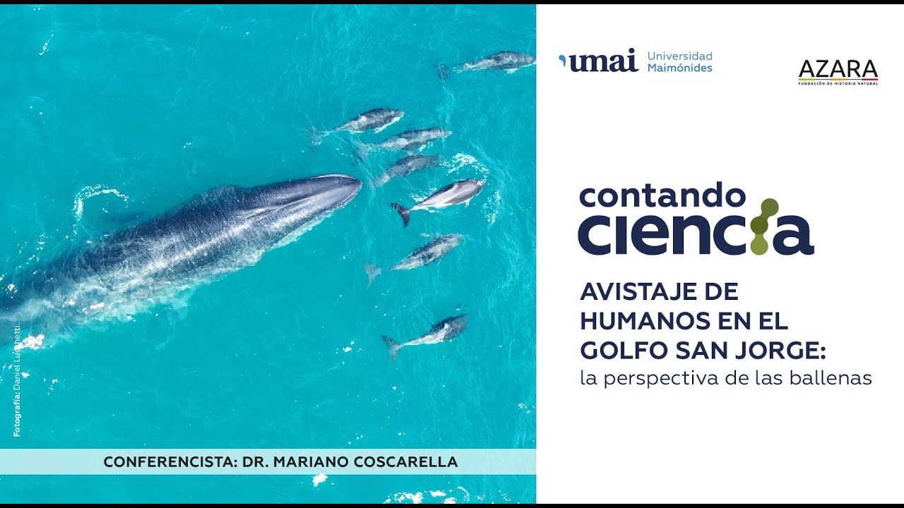 Avistaje de humanos en el golfo San Jorge: la perspectiva de las ballenas