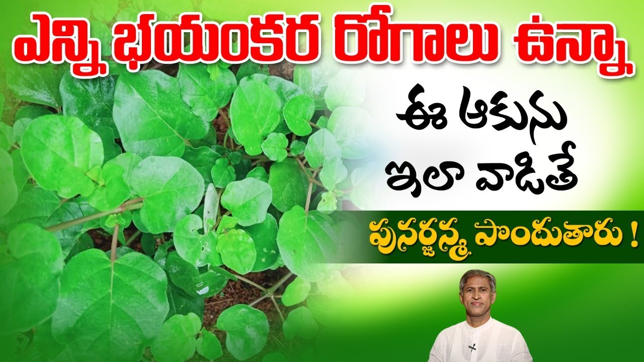 Powerful Leaf | Reduces Diabetes | Removes Kidney Stones | Punarnava Leaf |Dr.Manthena's Health Tips