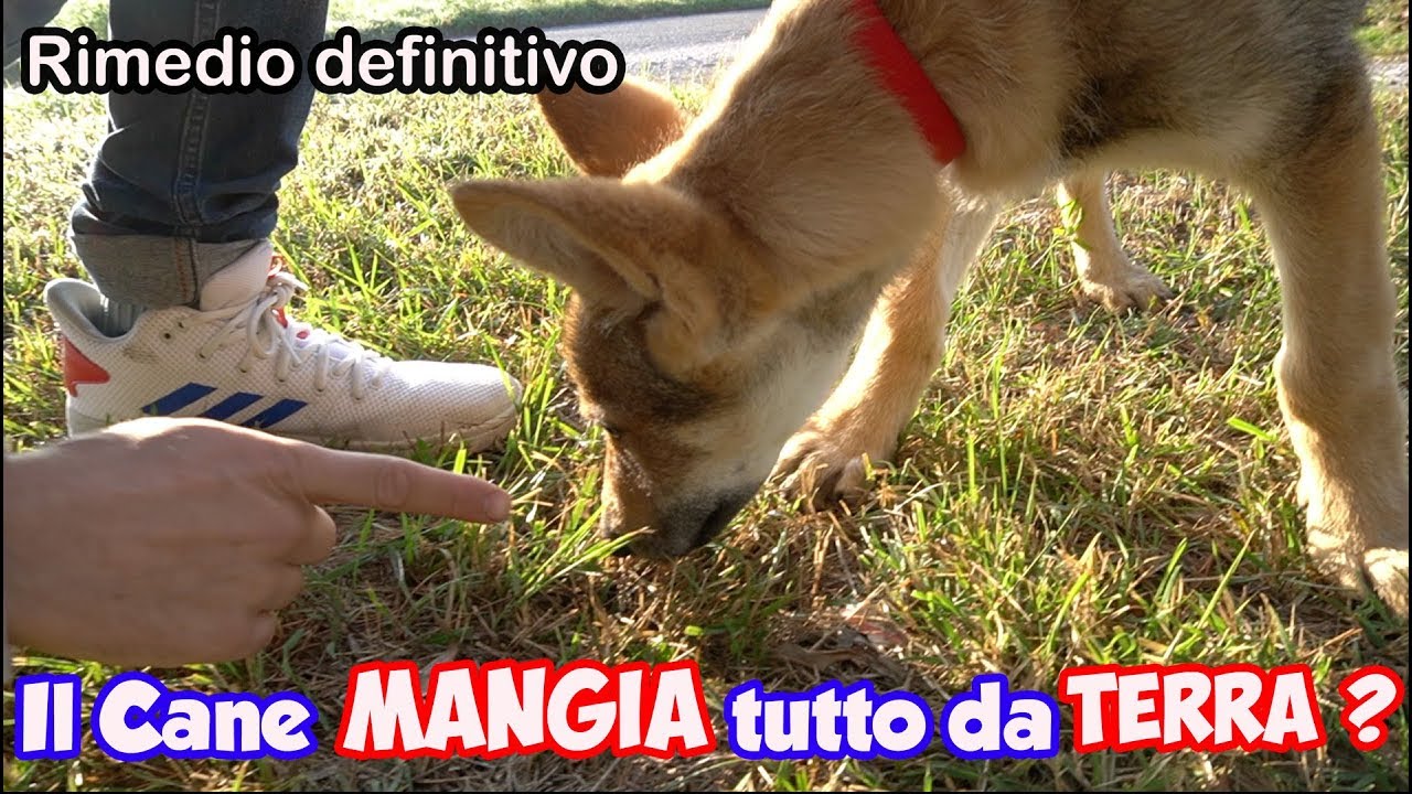 Quando il cane mangia tutto da terra!