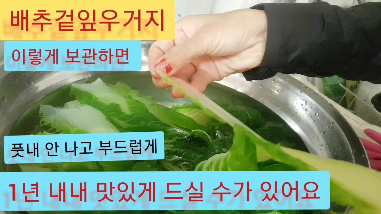 '배추겉잎 우거지' 풋내 잡고, 부드럽게  삶는 방법 (엄니가 알려주신 배추나물 옛맛 황금 레시피)
