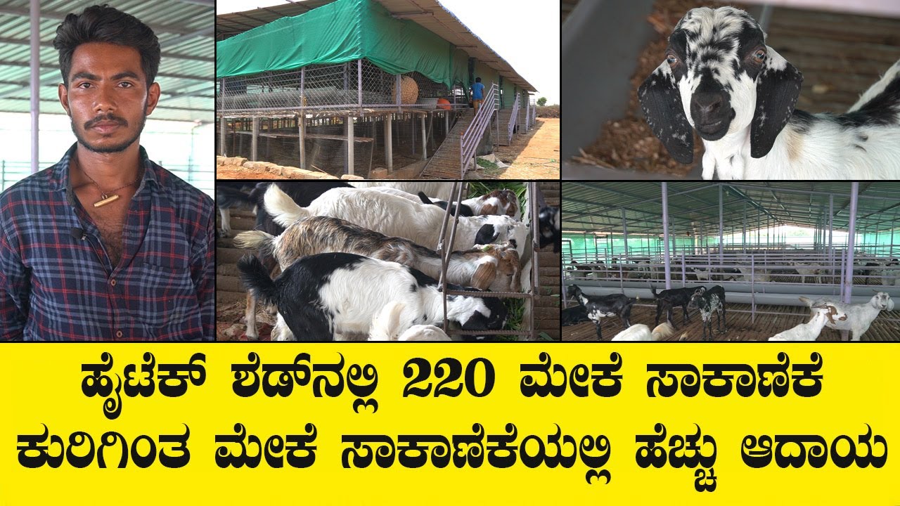 ಹೈಟೆಕ್ ಶೆಡ್ಡಿನಲ್ಲಿ 220 ಮೇಕೆ ಸಾಕಾಣಿಕೆ ಕುರಿಗಿಂತ ಮೇಕೆ ಸಾಕಾಣಿಕೆಯಲ್ಲಿ ಹೆಚ್ಚು ಆದಾಯ....GOAT FARMING