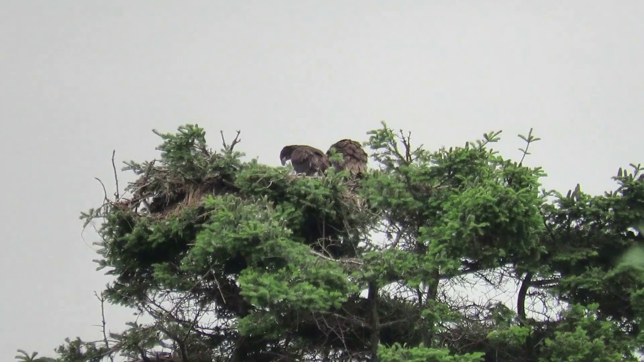 First flight!!! Baby bald eagles!