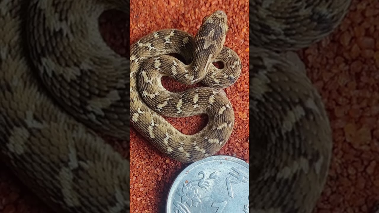 ⚠️ Common Cat Snake vs Saw-Scaled Viper ⚠️One is harmless, the other is highly venomous. #catsnake