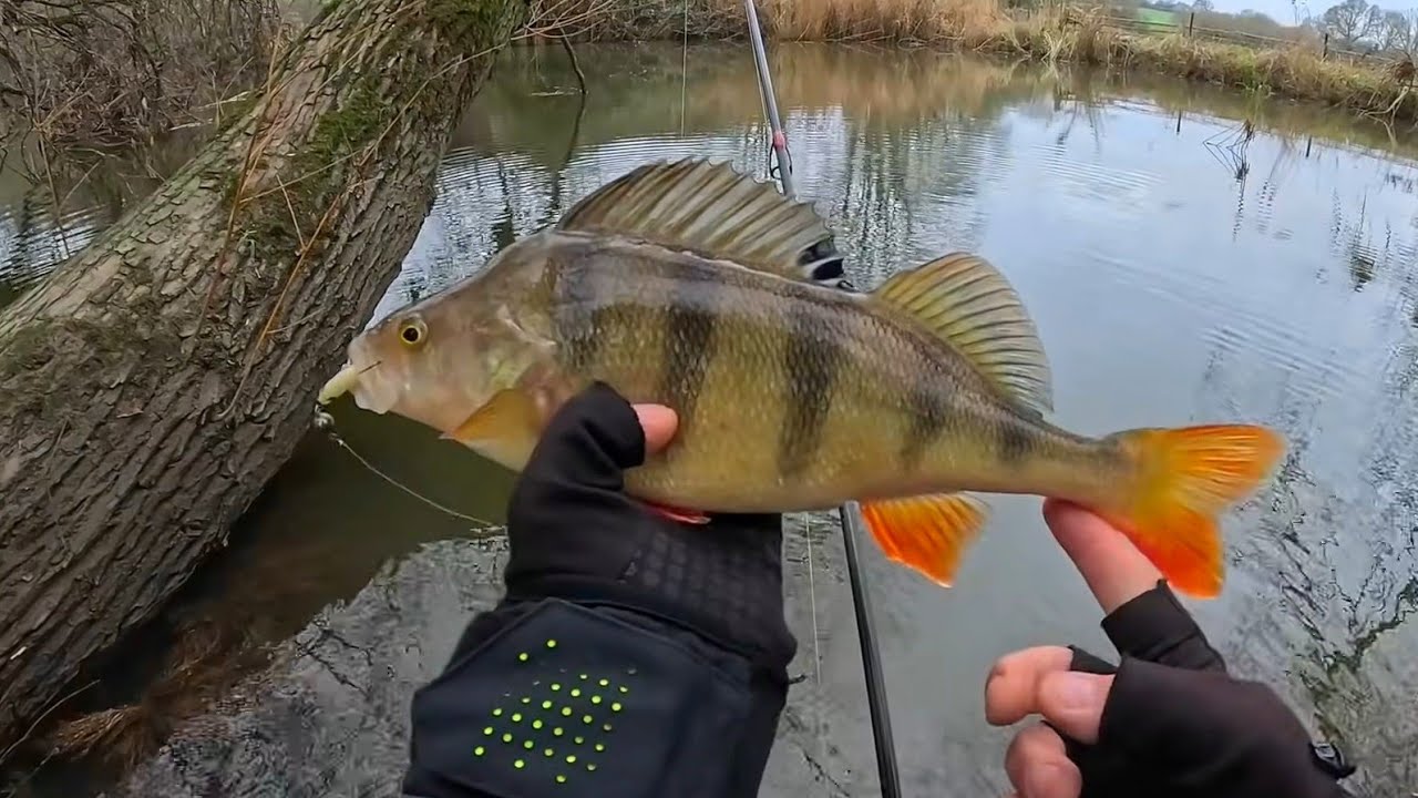 Okonie w zimne dni / brania szczupaków🔥‼️