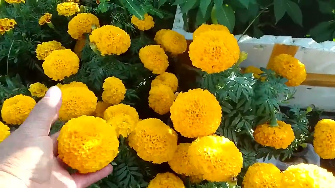 Vạn thọ tại vườn 24 tháng chạp 