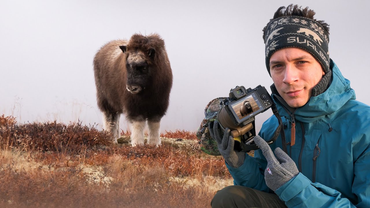 MOSCHUS-OCHSEN IN NORWEGEN. Wildlife Vlog