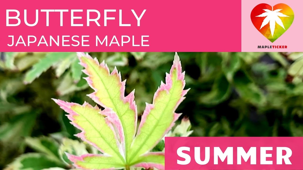 Butterfly Japanese maple
