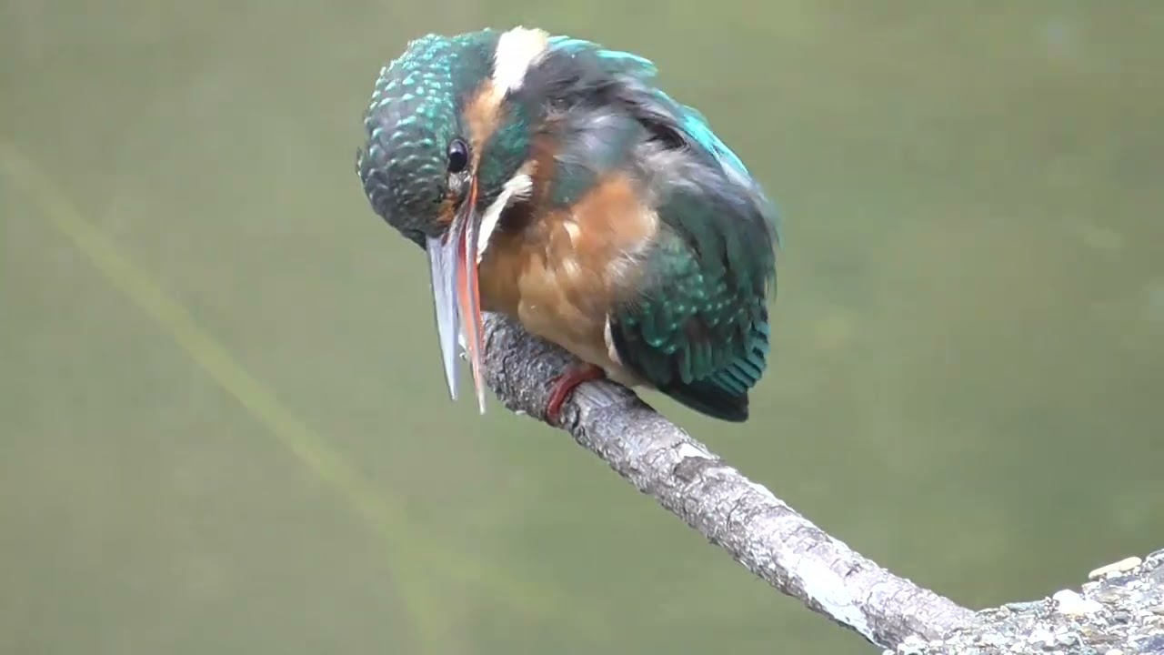 【カワセミ】止まり木から何度も水浴びして羽繕い　水面まで２ｍ位ありますが簡単に戻ってきます（可愛いメスです）