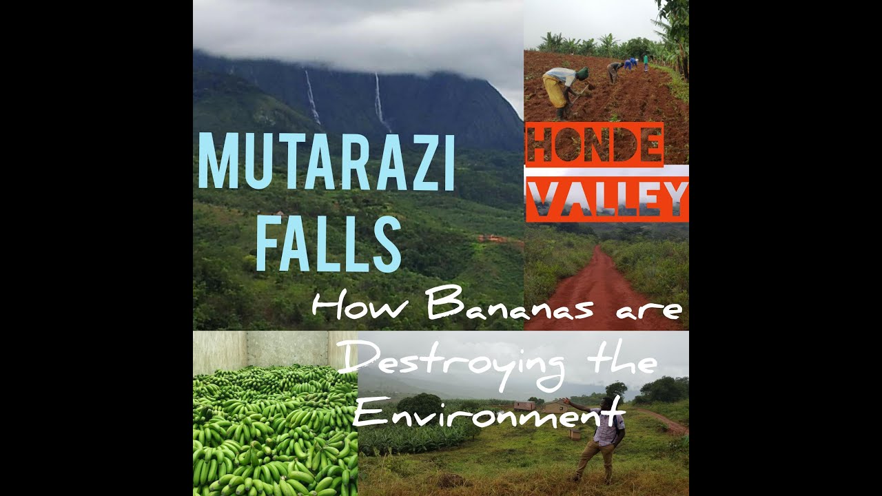 THE GREENEST PART OF ZIMBABWE | Mutarazi Falls | Honde Valley | Banana Farming vs The Environment