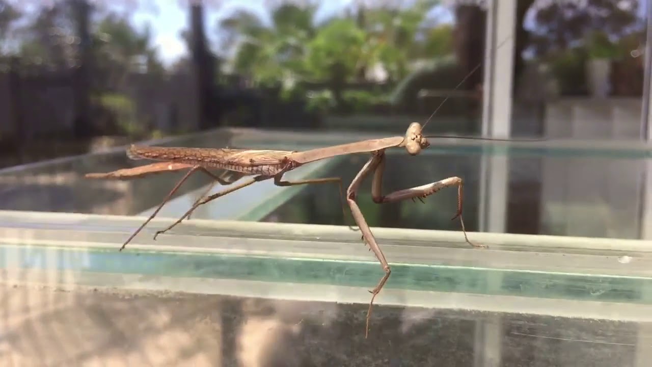 Mantis Kung Fu Academy