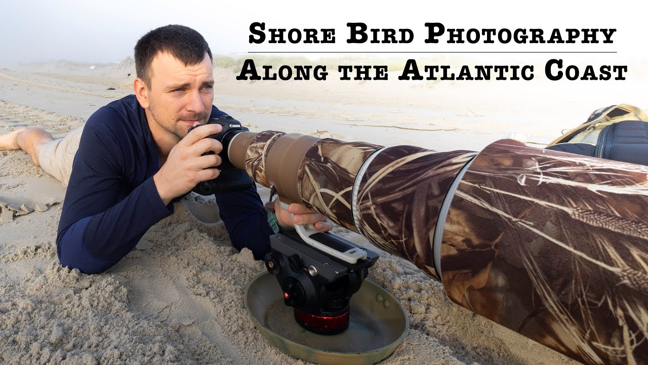 Shore Bird Photography Along the New Jersey Coastline | Homemade Ground Pod