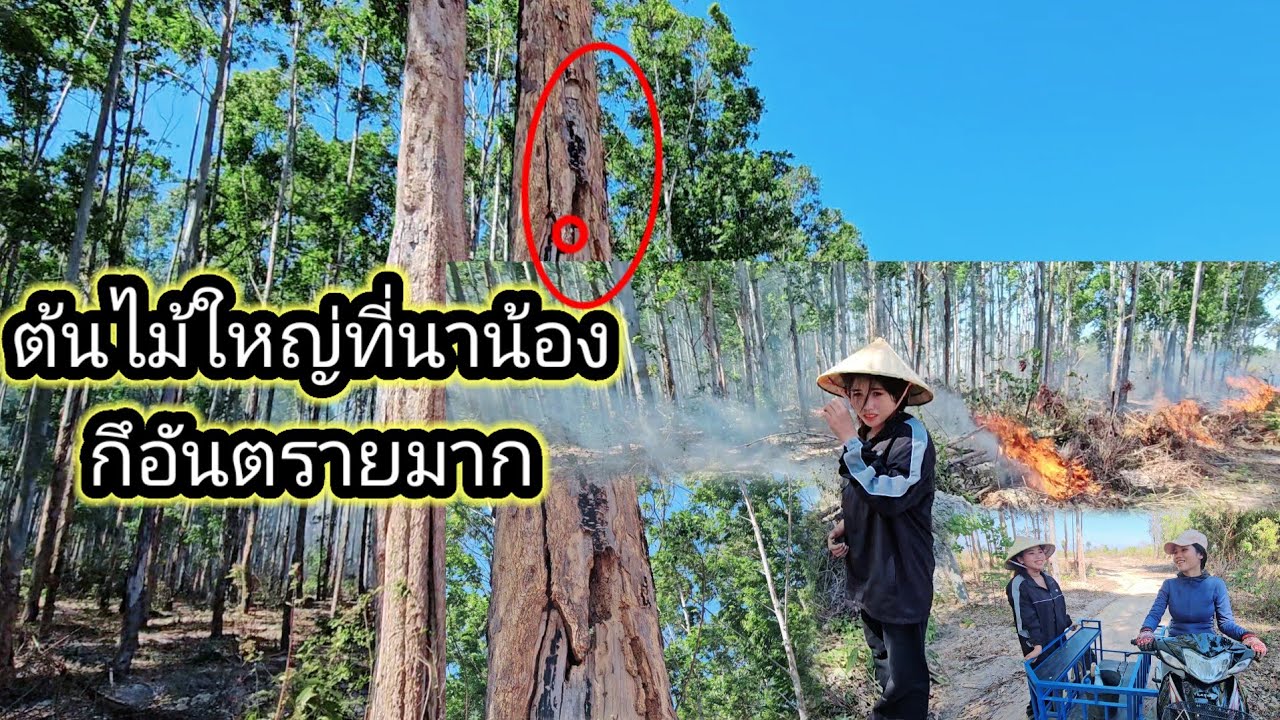 น้องพรคำ เก็บกวาด ทำความสะอาดตามหัวไฮ่ปลายนา เผาทุกอย่างที่ขวางหน้า 3 กุมภาพันธ์ ค.ศ. 2026