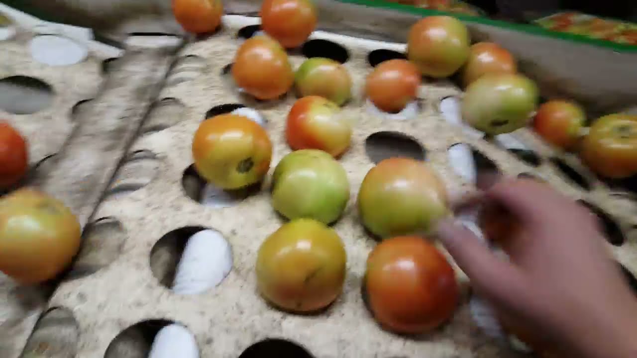 The Satisfying Science of Tomato Packing