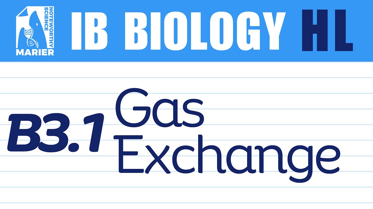 B3.1 Gas Exchange – Interactive Lesson | IB Biology HL