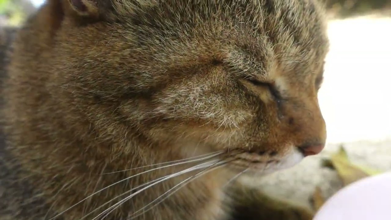 【Cat Video】 meowmeow Happy  #cat  #cats  #cute