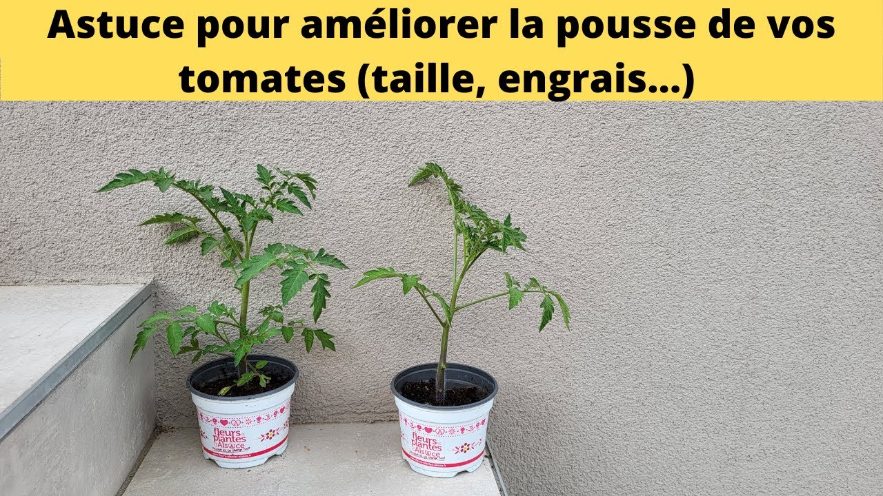 Astuce pour améliorer la pousse de vos tomates (taille, engrais)