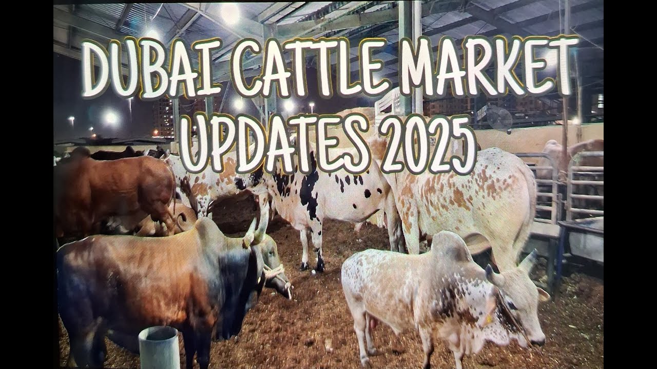 CATTLE MARKET DUBAI AL QUSAIS UPDATE 2025