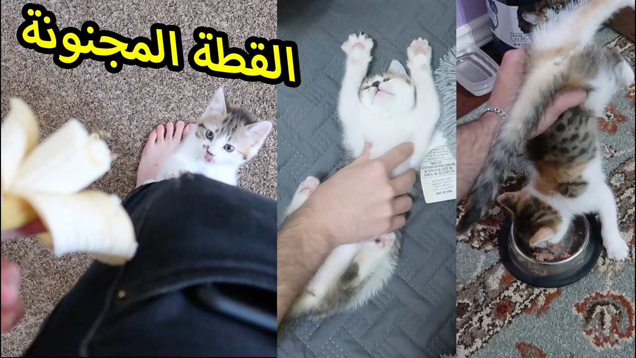 قطتي والاكل + ميزو والالعاب لقطات مجنونة وغيرة مو طبيعية بينهم😂🔥