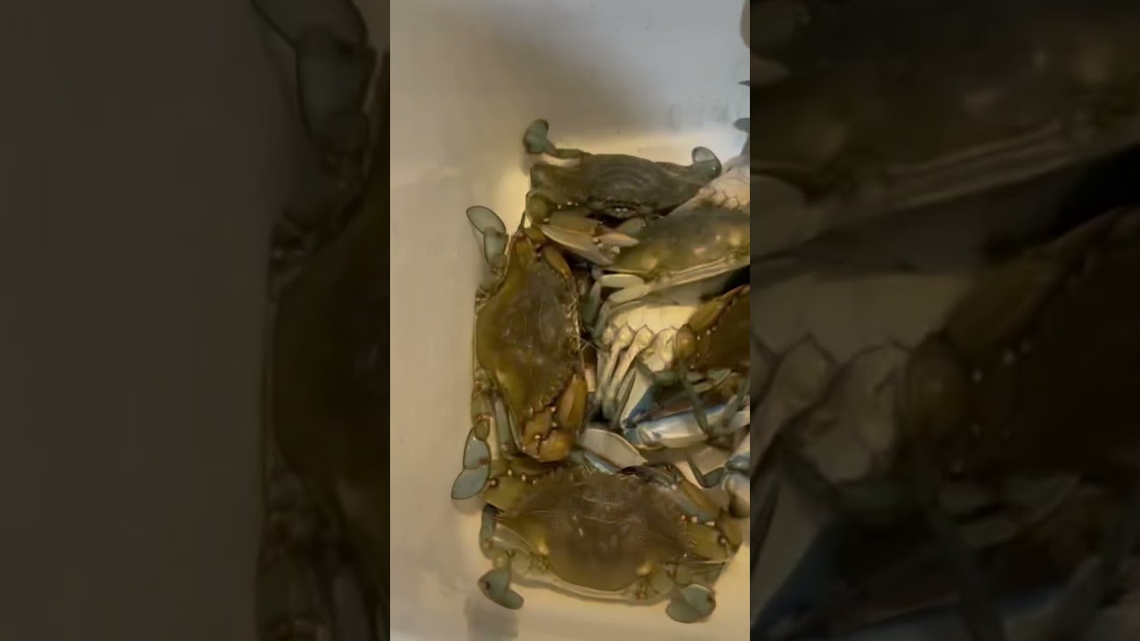 Low country catch, clean and cook blue crabs! 
