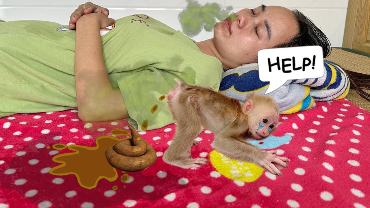 Baby monkey Sunny cried when her pooped on the bed and his mother didn't help