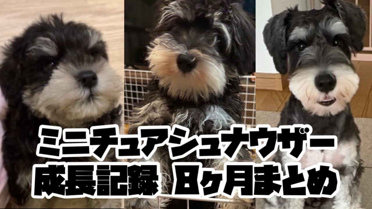 30代夫婦　ミニチュアシュナウザーの成長の早さに驚き！(生後8ヶ月成長記録)