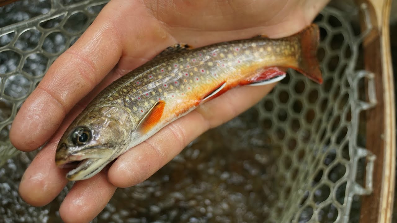 Native Brook Trout Fishing (REMOTE Western PA Stream)