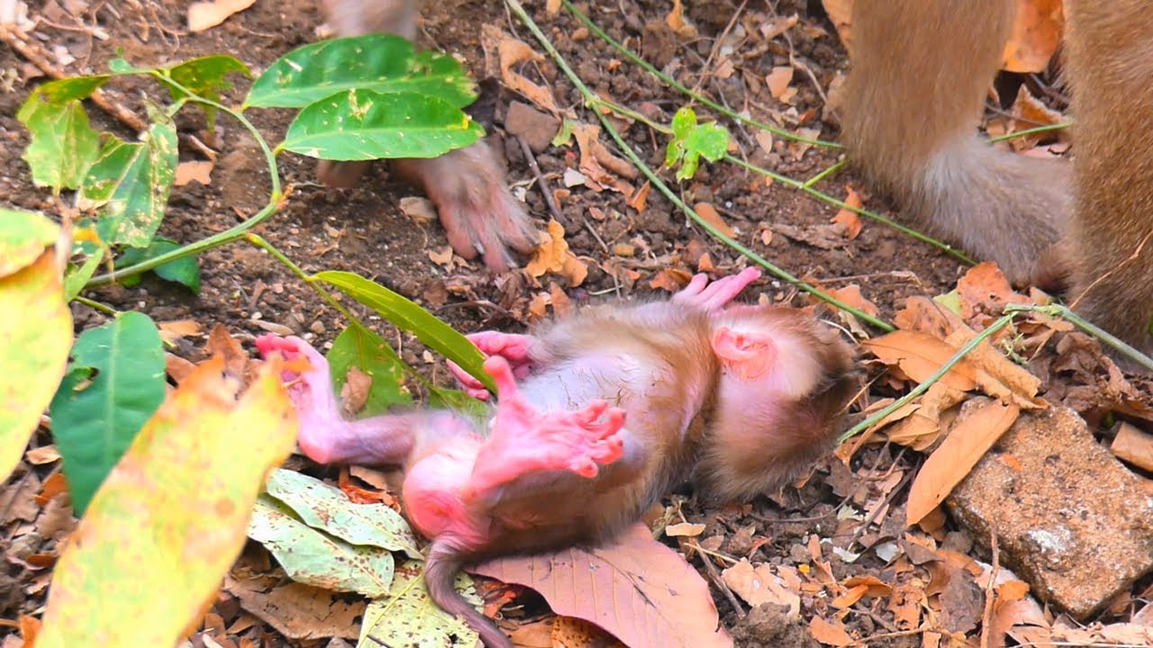 Oh, The little one lies peacefully on the ground after first steps.