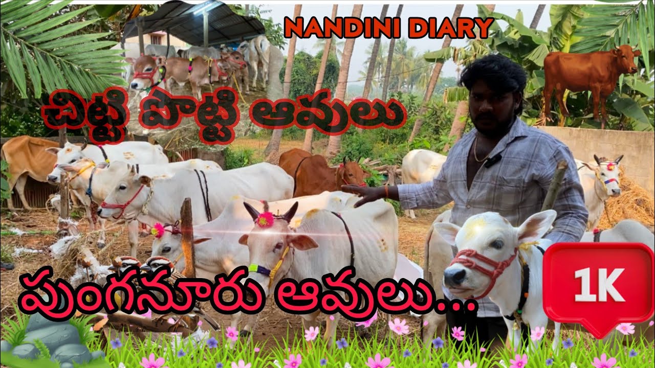 💰 తక్కువ ఖర్చు – ఎక్కువ లాభం | పుంగనూరు ఆవులు || పుంగనూరు ఆవులు పెంచుతున్న యువ రైతు#cow 