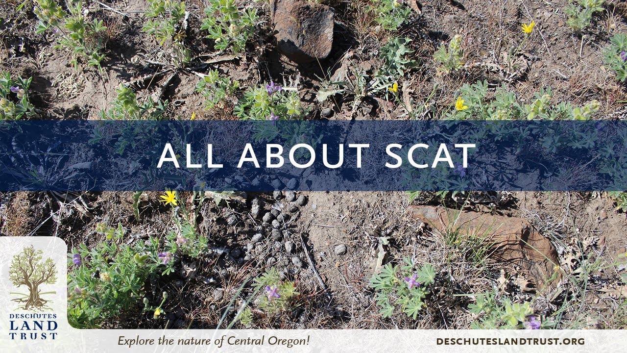 Nature at Home: All about Scat