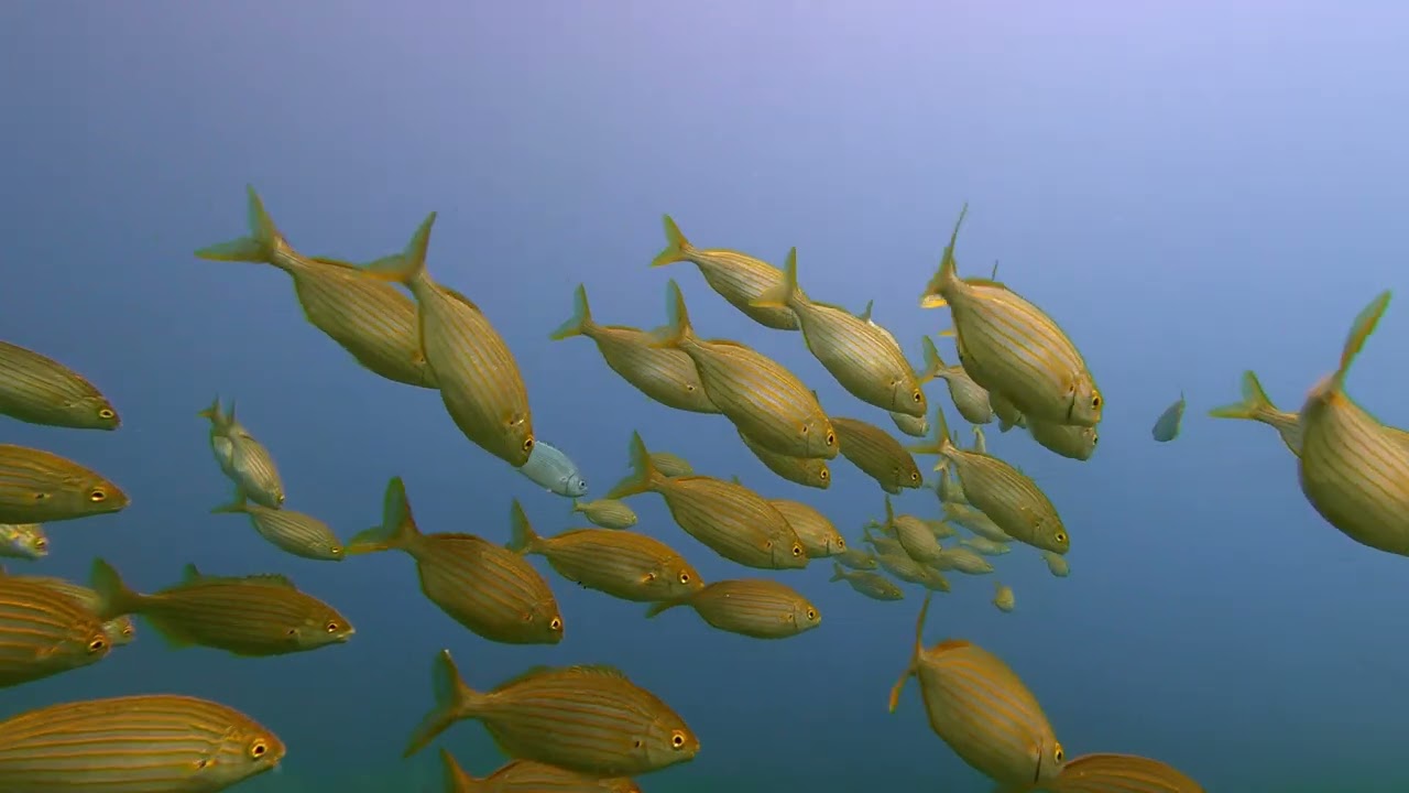 Scuba Diving in the north of Mallorca - Scuba Mallorca
