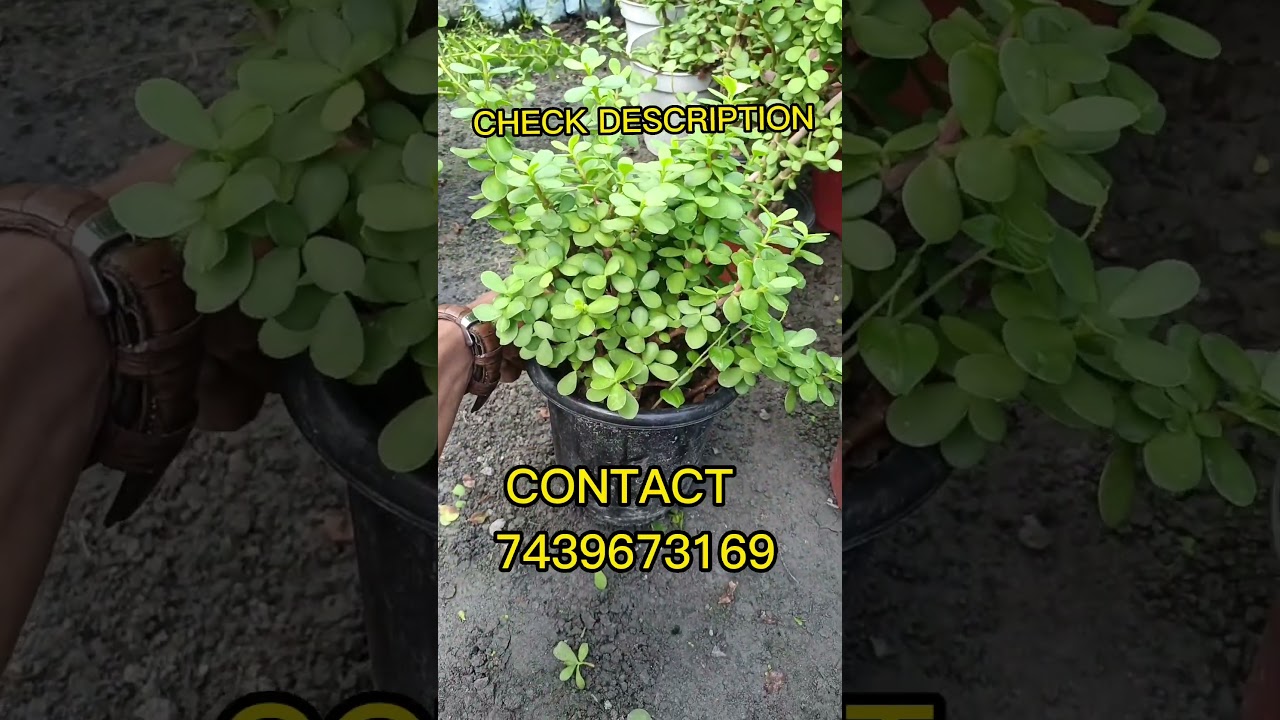 ALL TYPES PLANTS SELLING ONLINE🤩🤩| ALL INDIA HOME DELIVEREY🥳🥳| CONTACT - 7439673169
