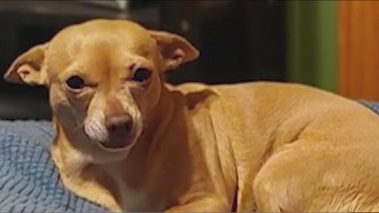 Dog shot, killed by stranger in Missouri backyard