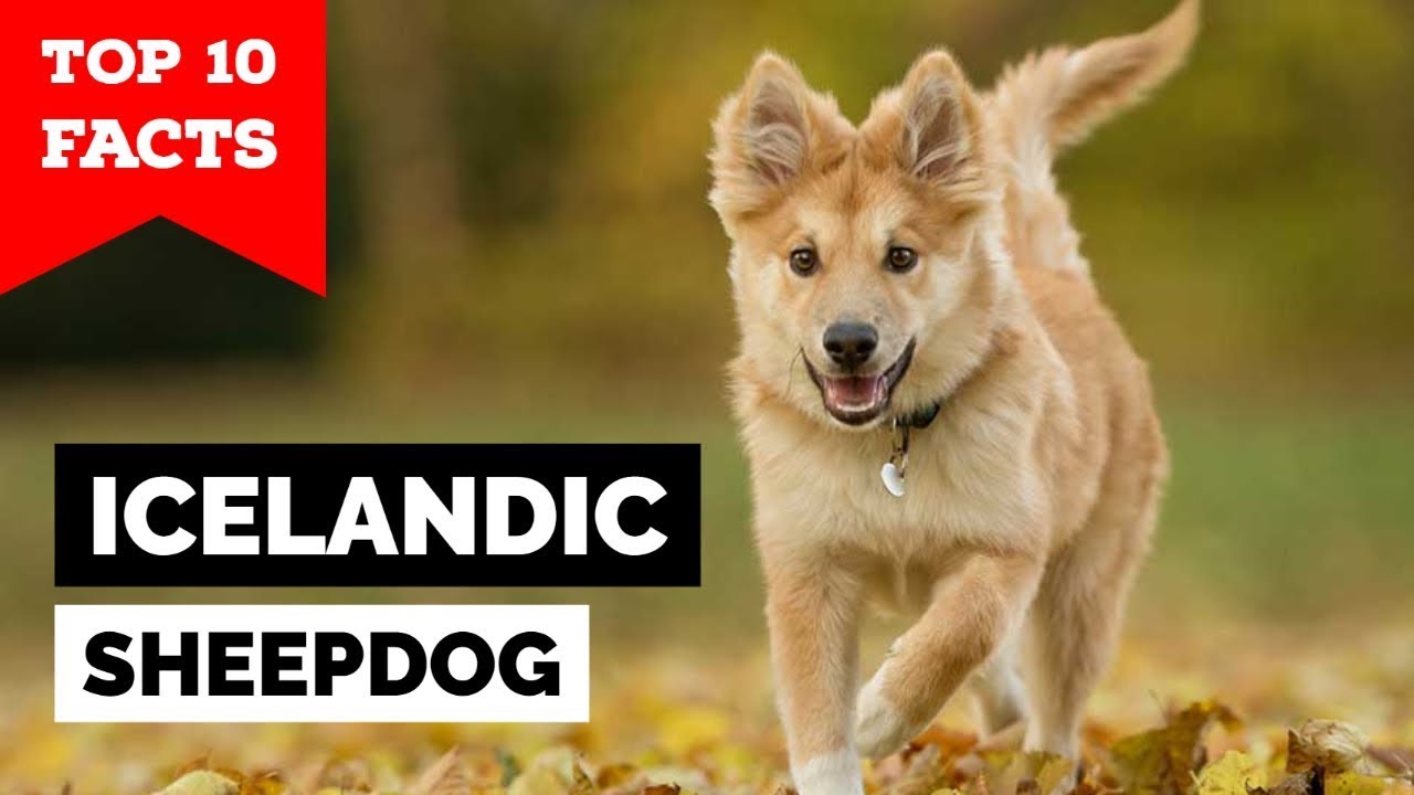 Icelandic Sheepdog - Top 10 Facts