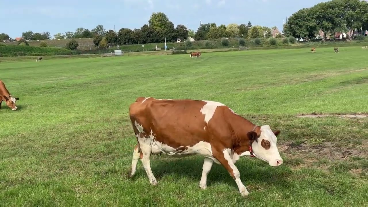 Rowerem do Naarden. Gooimeer przy okazji ....