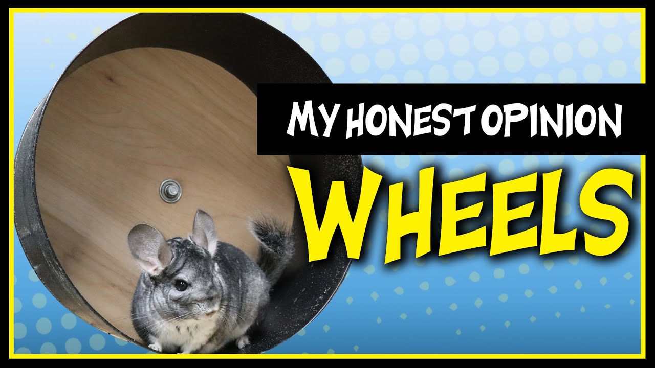 Chinchilla Wheel - SAFE WHEEL OPTIONS AND UNSAFE WHEEL OPTIONS | My Honest Opinion: Are Wheels Safe?