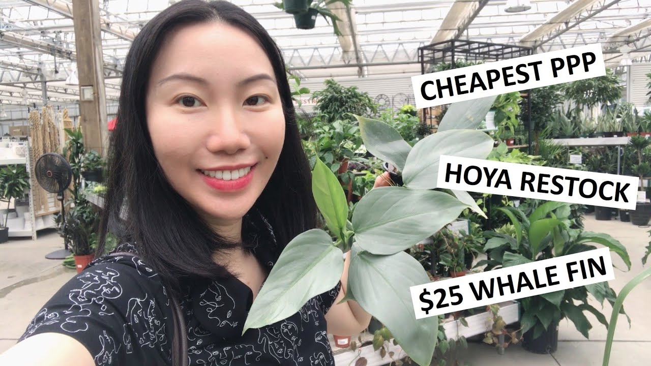 Cheapest PPP & Whale Fin In Town! Lots of Hoya and New Shipment at Suburban