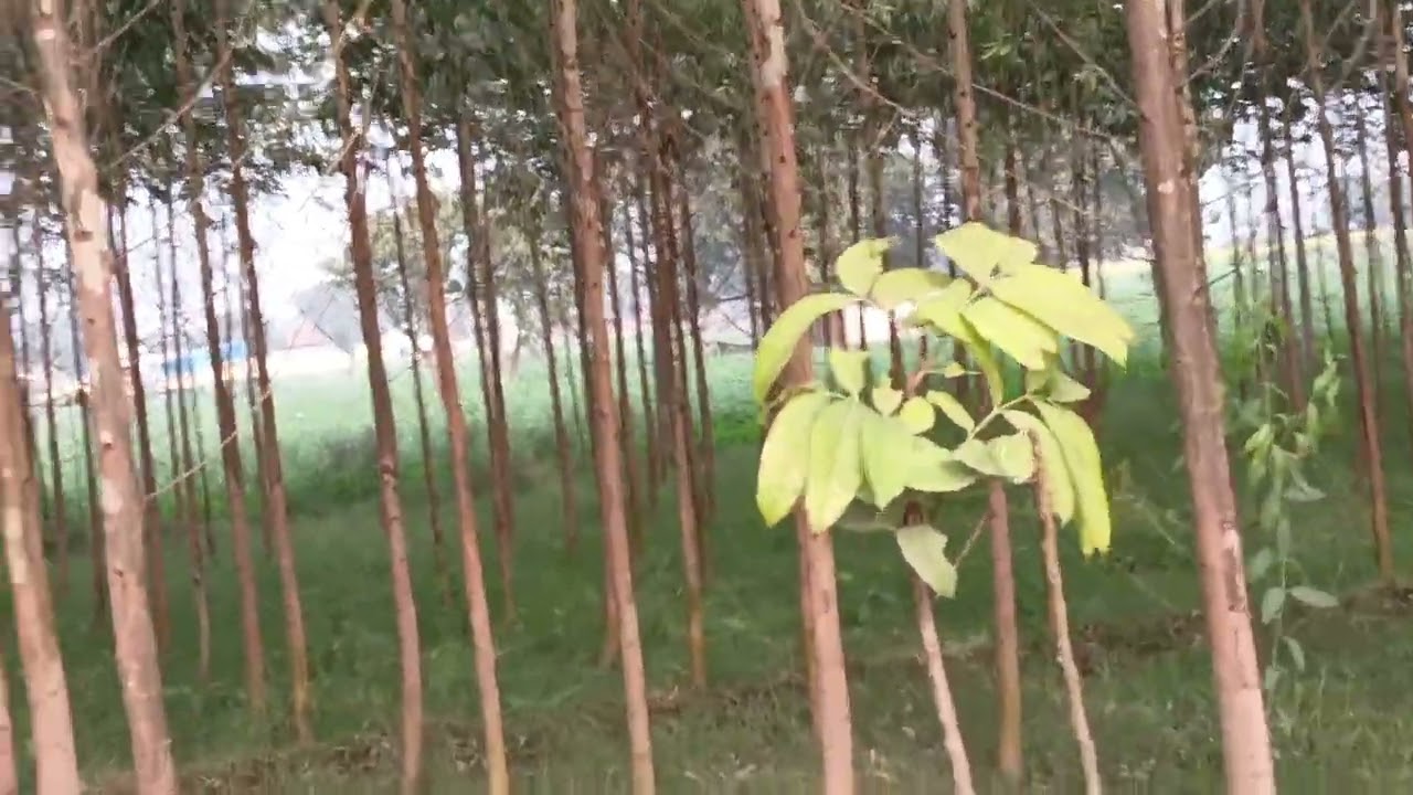 सफेदा की खेती से अच्छा फायदा कैसे लें, क्या यह खेती अच्छी खेती है 
