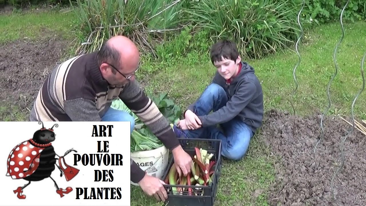 Tuto jardinage: rhubarbe: comment faire la culture et division:  (compote rhubarbe banane) vivace
