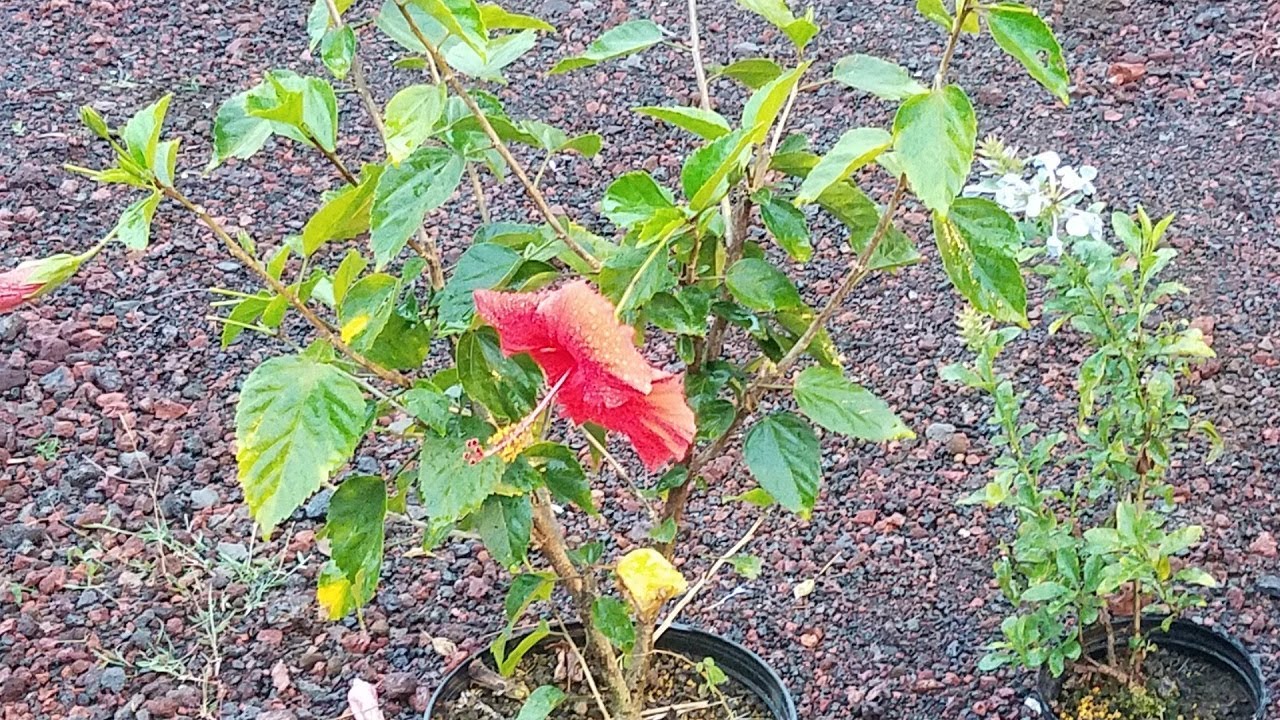 Hawaiian Garden Spring Planting/Nursery Haul
