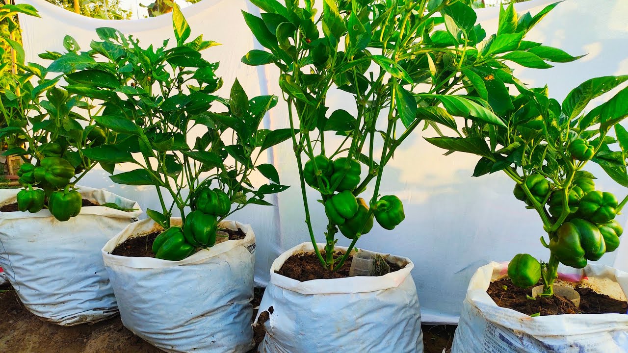 Learn How To Grow Capsicum In Recycled Plastic Bags