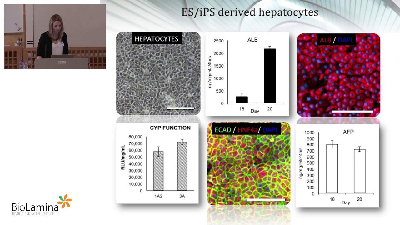 Efficient hepatocyte specification, maturation and organization