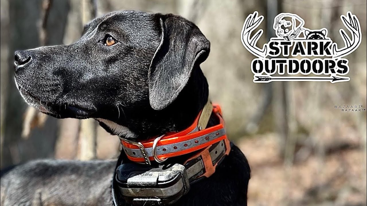 Training a Squirrel Dog